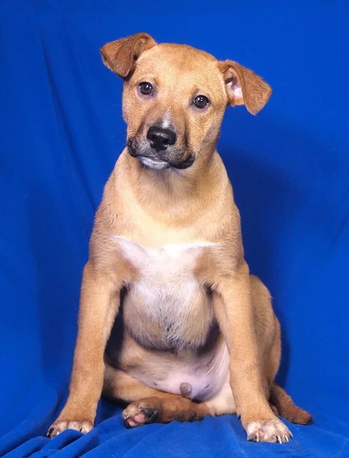 Coro, male puppy Mixed Breed for adoption at Animal Care Austria, Wien