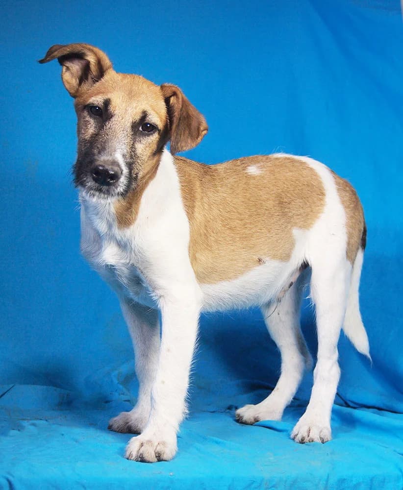 Danny, male Mixed Breed for adoption at Animal Care Austria, Wien
