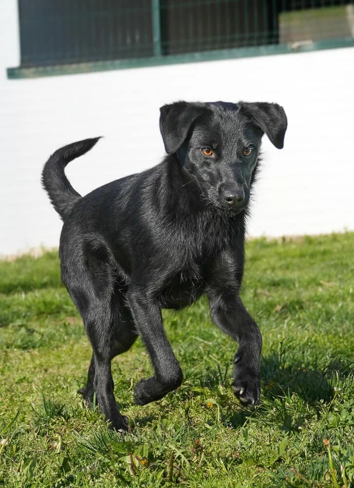 Daphne, female young Mixed Breed for adoption at Animal Care Austria, Wien