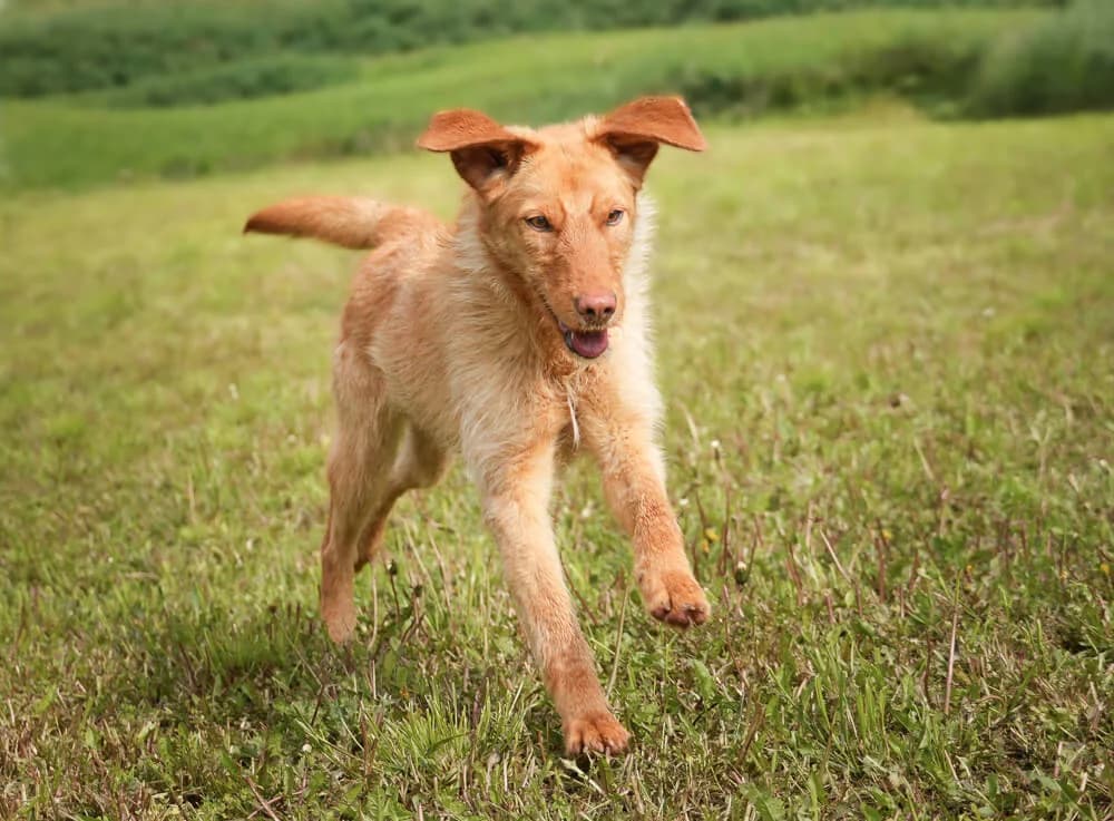 Daria, female young Mixed Breed for adoption at Animal Care Austria, Wien