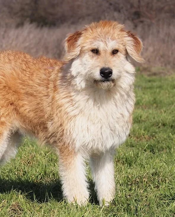 Dasha, female young Mixed Breed for adoption at Animal Care Austria, Wien