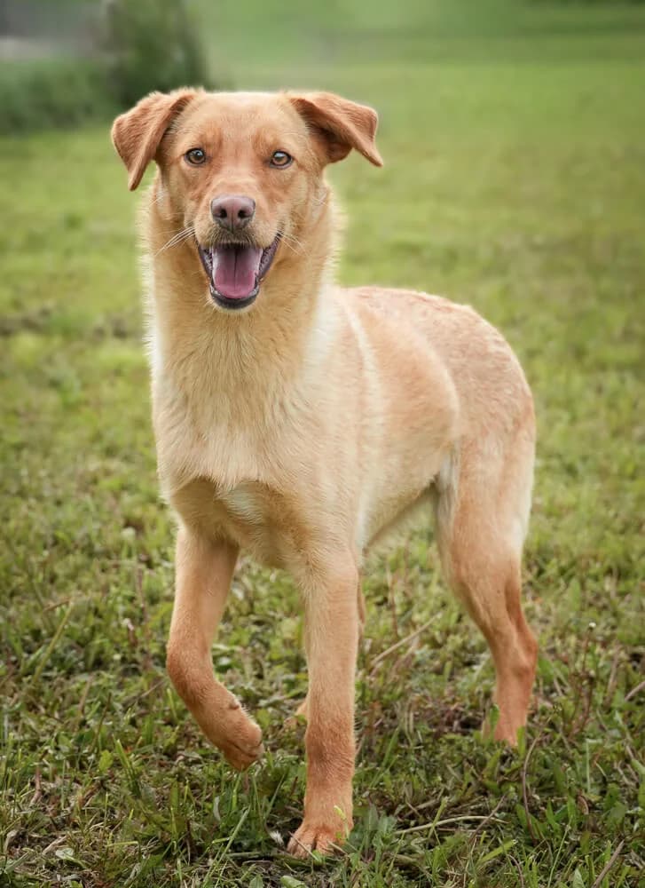 Diana, female young Mixed Breed for adoption at Animal Care Austria, Wien