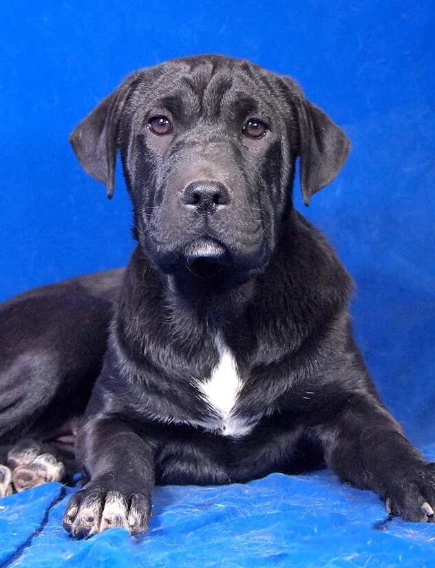 Diana, female Mixed Breed for adoption at Animal Care Austria, Wien