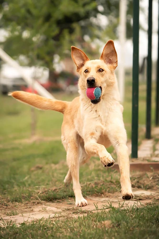 Digby, male young Mixed Breed for adoption at Animal Care Austria, Wien