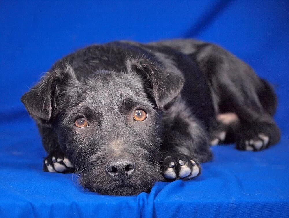 Dino, male young Mixed Breed for adoption at Animal Care Austria, Wien