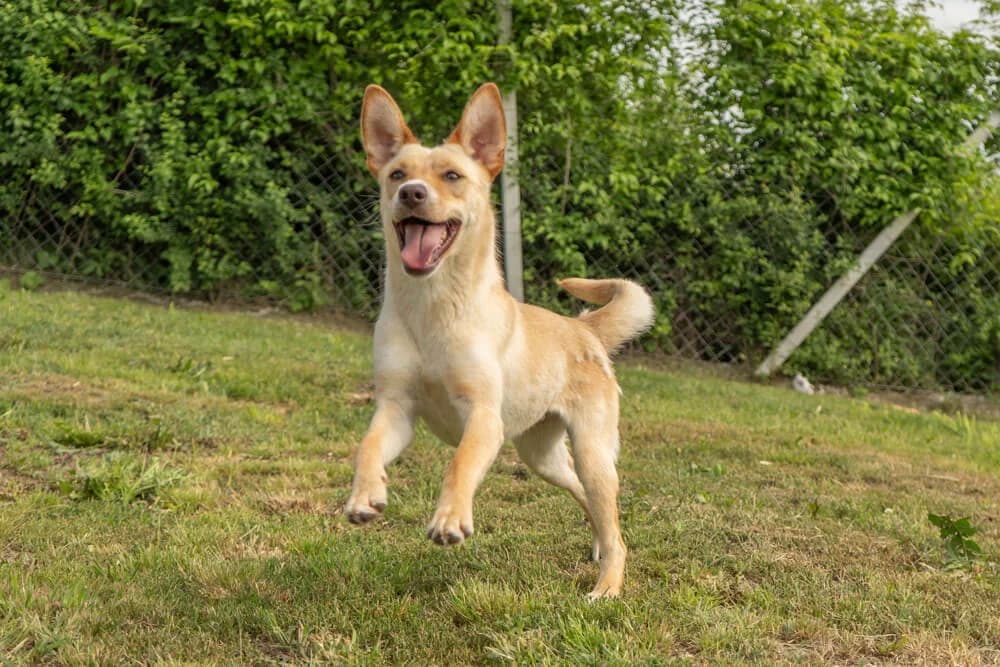 Dora, female young Mixed Breed for adoption at Animal Care Austria, Wien