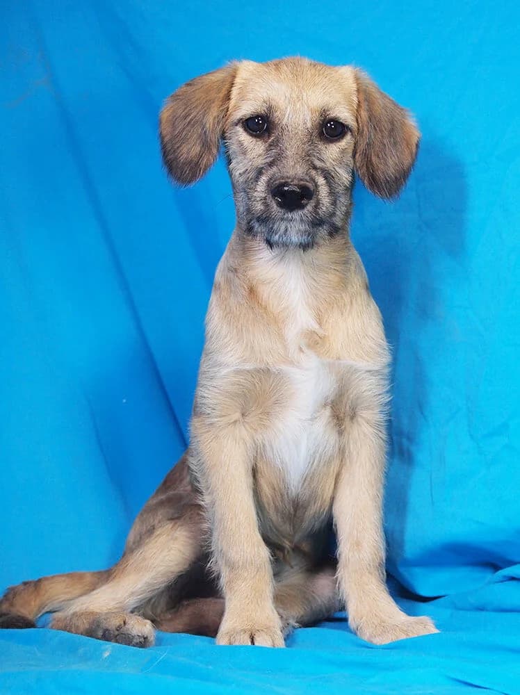 Doris, female Mixed Breed for adoption at Animal Care Austria, Wien