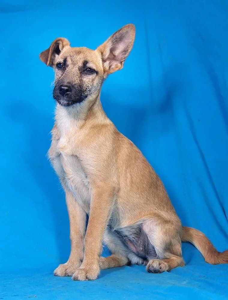 Dorka, female Mixed Breed for adoption at Animal Care Austria, Wien