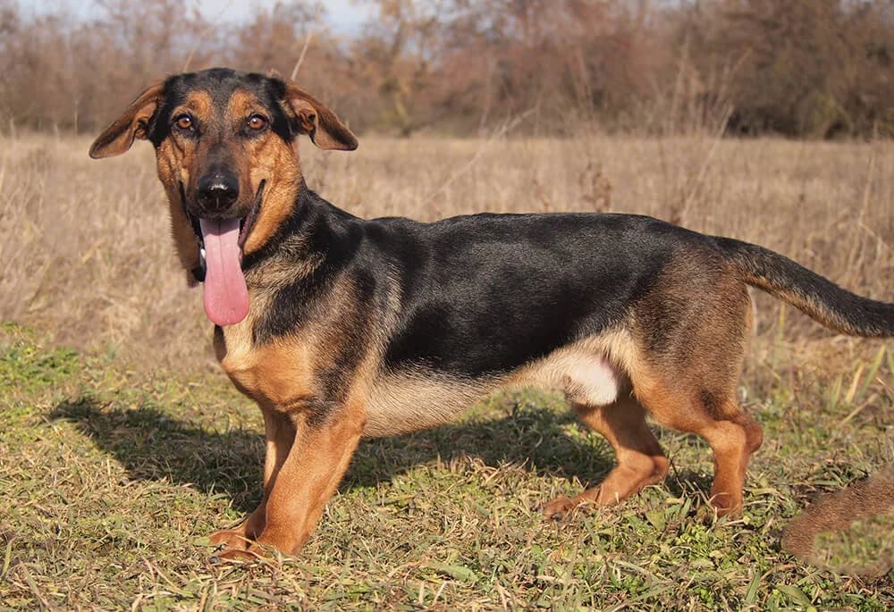 Egon, male Mixed Breed for adoption at Animal Care Austria, Wien