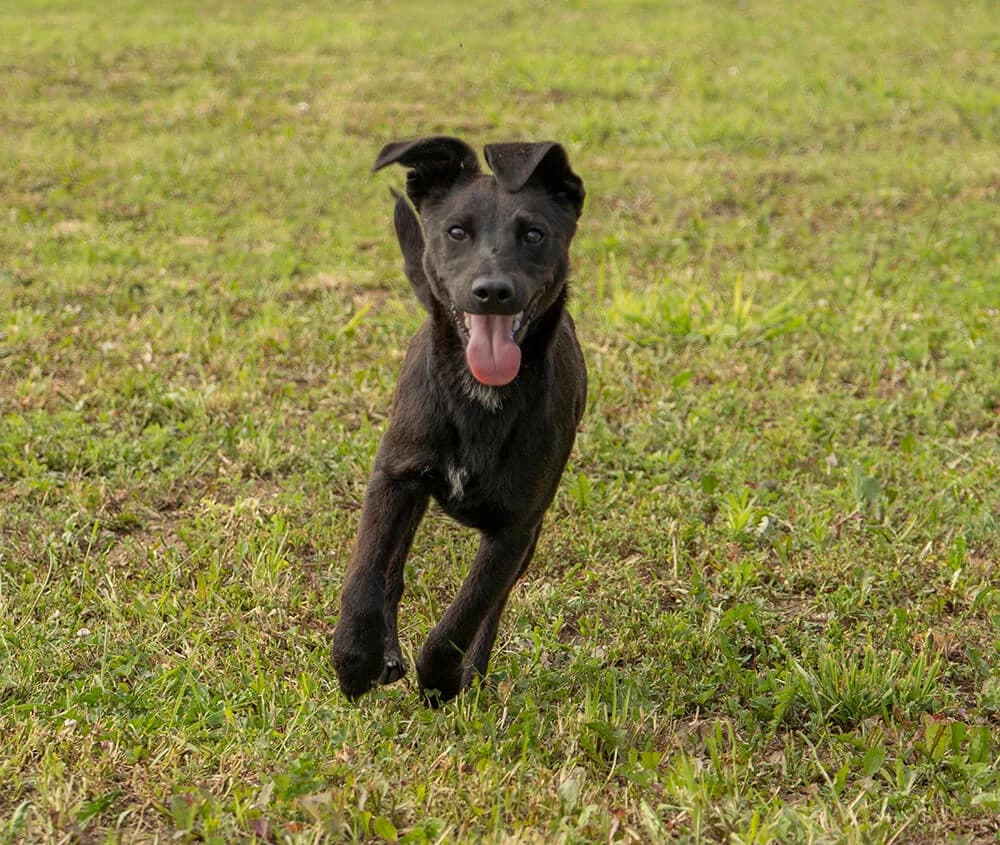Elektra, female puppy Mixed Breed for adoption at Animal Care Austria, Wien