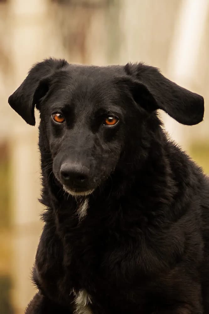 Elmo, male 4yo Mixed Breed for adoption at Animal Care Austria, Wien