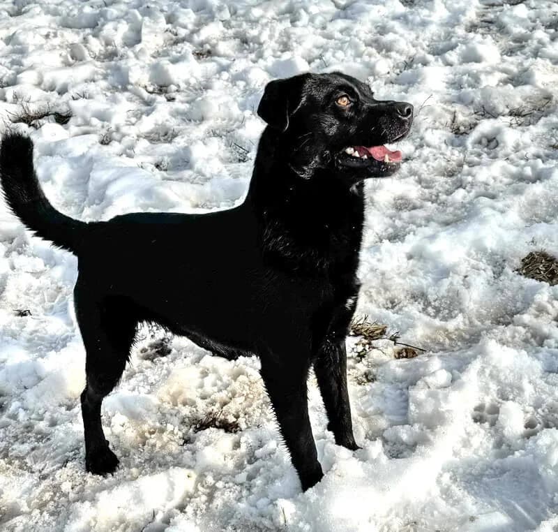 Elvis, male Mixed Breed for adoption at Animal Care Austria, Wien