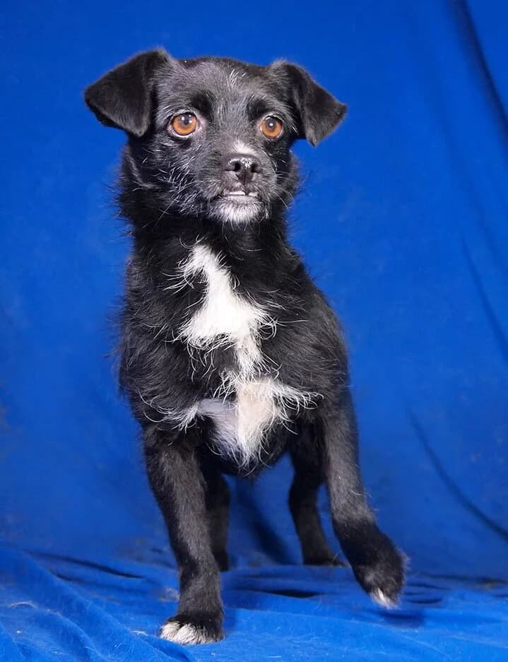 Enci, female 6yo Mixed Breed for adoption at Animal Care Austria, Wien