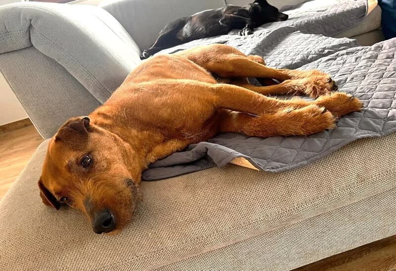 Ferro, male Mixed Breed for adoption at Animal Care Austria, Wien