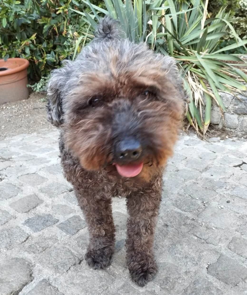 Fielmann, male senior Puli for adoption at Animal Care Austria, Wien