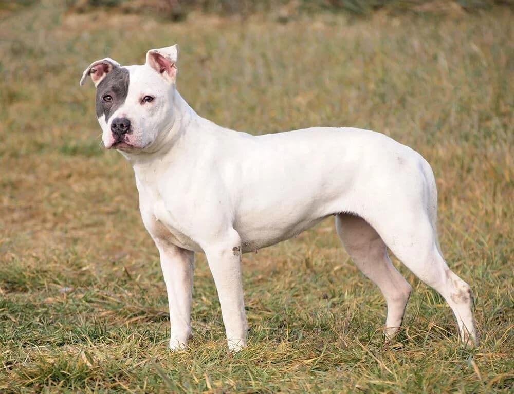 Fifi, female American Staffordshire Terrier for adoption at Animal Care Austria, Austria