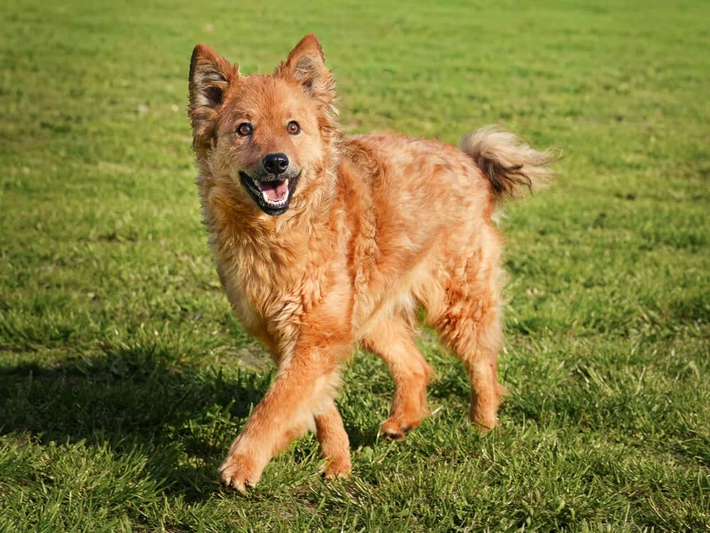 Flocki, male young Mixed Breed for adoption at Animal Care Austria, Wien