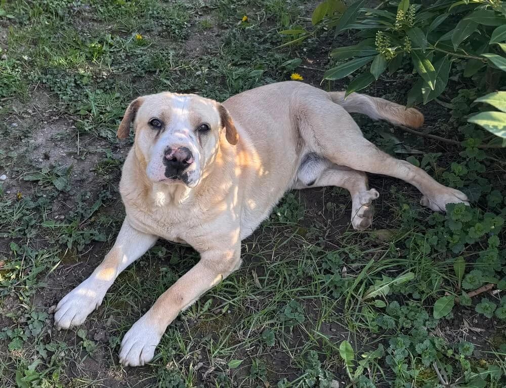 Freddy, male Shar Pei for adoption at Animal Care Austria, Wien