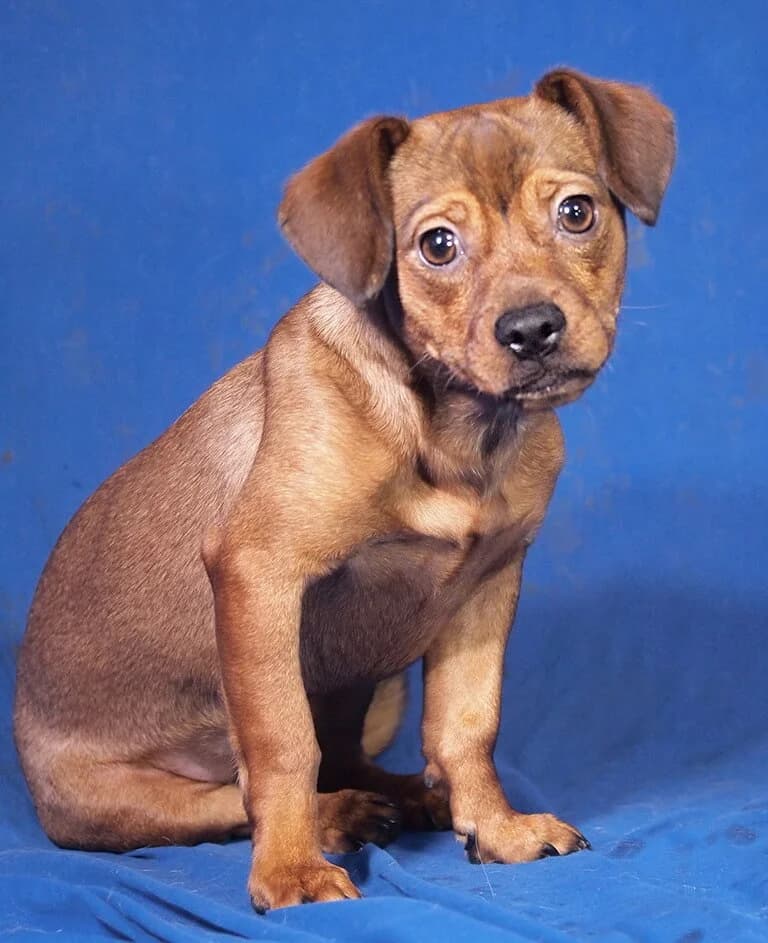 Freya, female Mixed Breed for adoption at Animal Care Austria, Wien