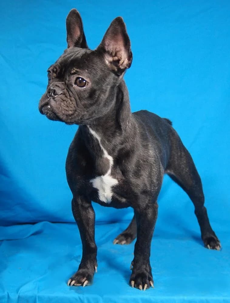 Funny, female young French Bulldog for adoption at Animal Care Austria, Wien