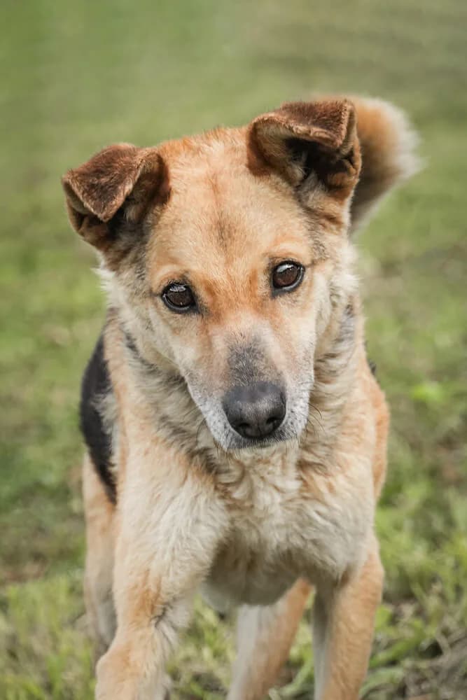 George, male Mixed Breed for adoption at Animal Care Austria, Wien