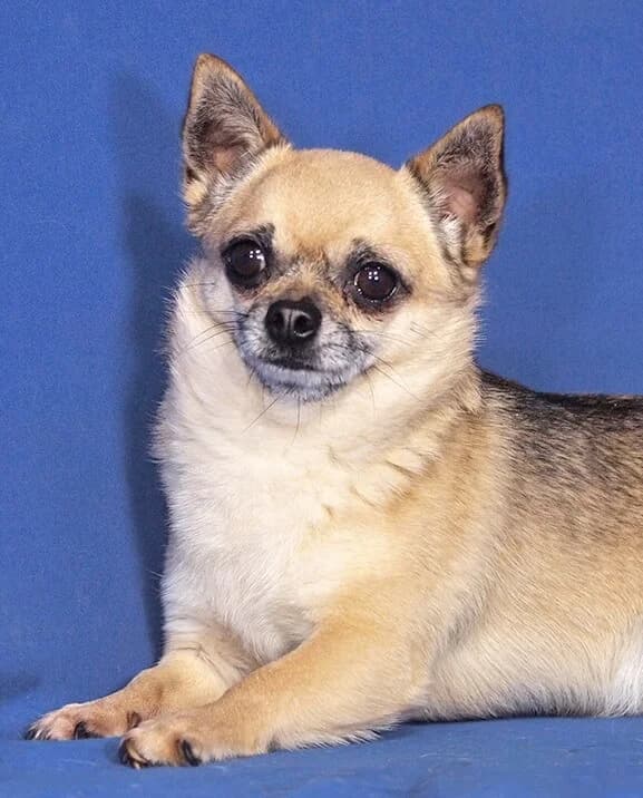 Gerry, male Chihuahua for adoption at Animal Care Austria, Wien