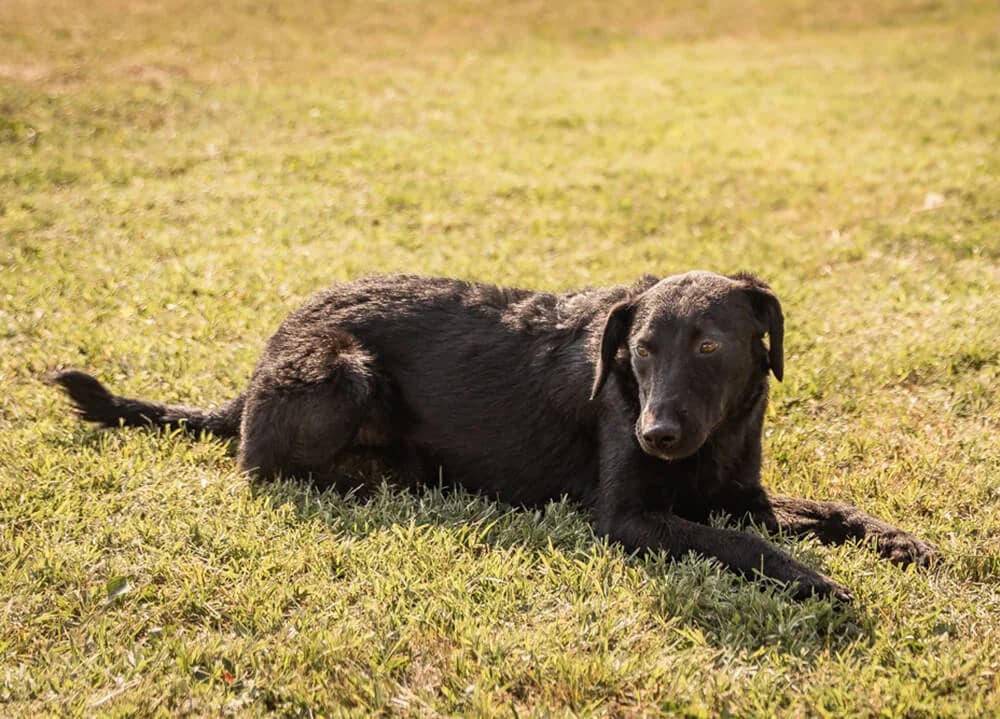 Hailey, female Mixed Breed for adoption at Animal Care Austria, Austria