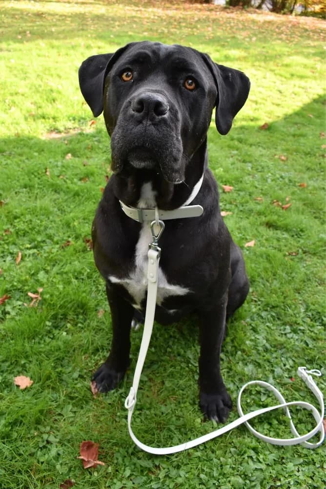 Happy, male 6yo Cane Corso for adoption at Animal Care Austria, Wien