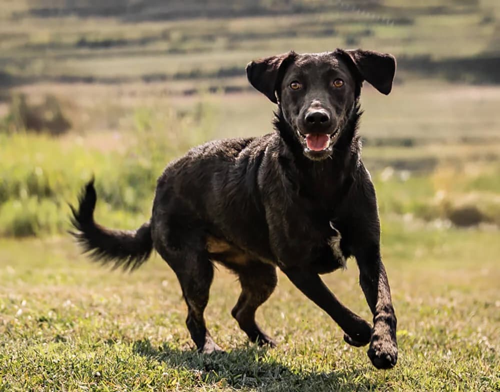 Hava, female young Mixed Breed for adoption at Animal Care Austria, Wien