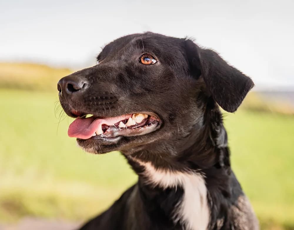 Haviva, female Mixed Breed for adoption at Animal Care Austria, Austria