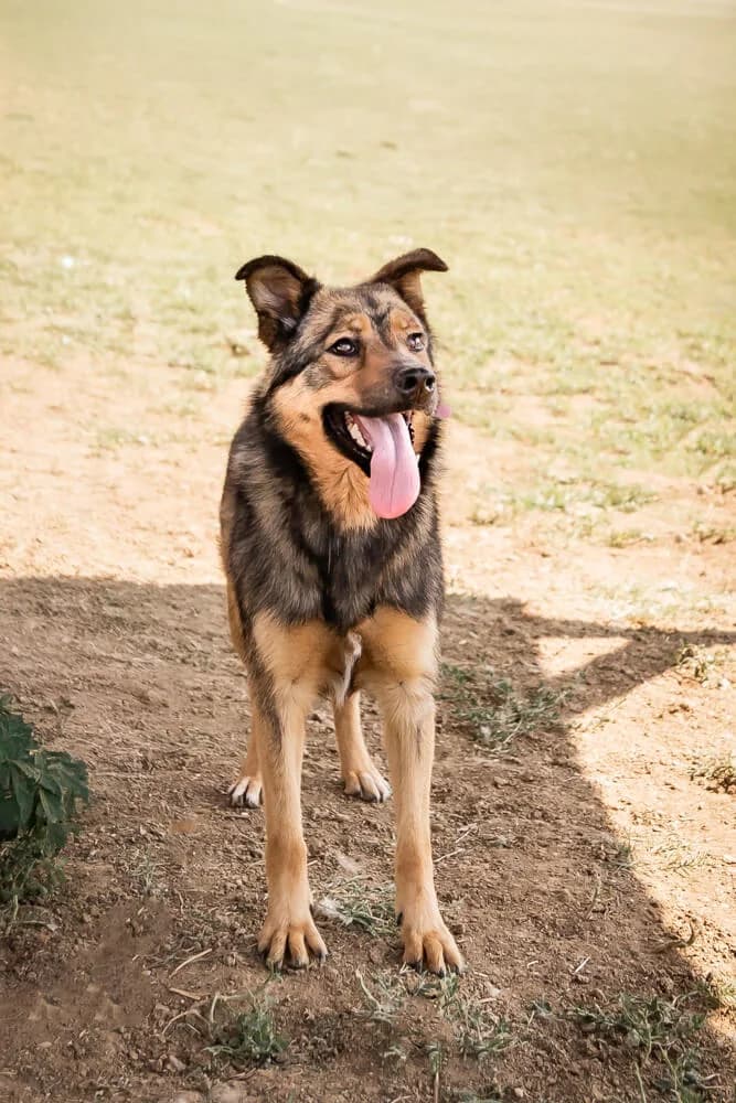 Hazel, female young Mixed Breed for adoption at Animal Care Austria, Wien