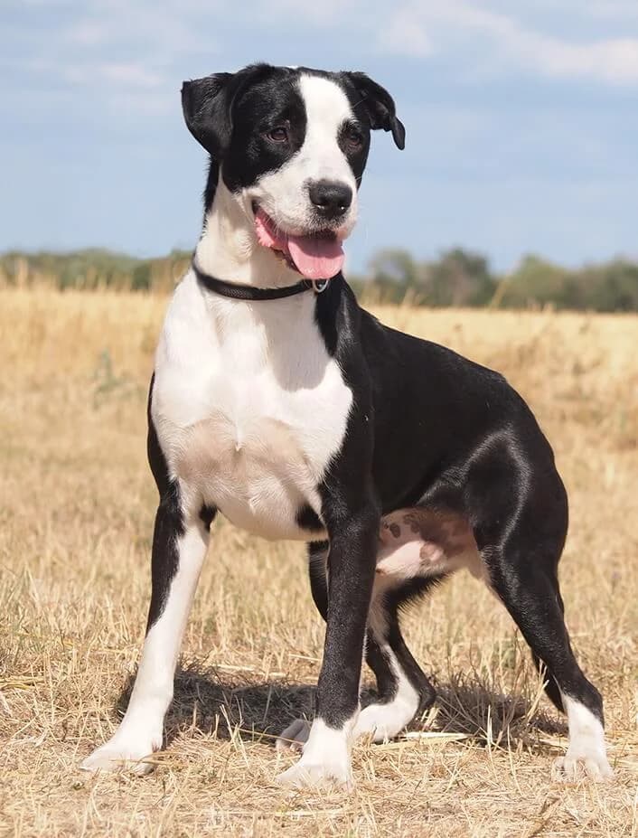 Hector, male Mixed Breed for adoption at Animal Care Austria, Wien