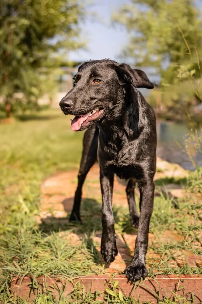 Hilda, female Mixed Breed for adoption at Animal Care Austria, Austria