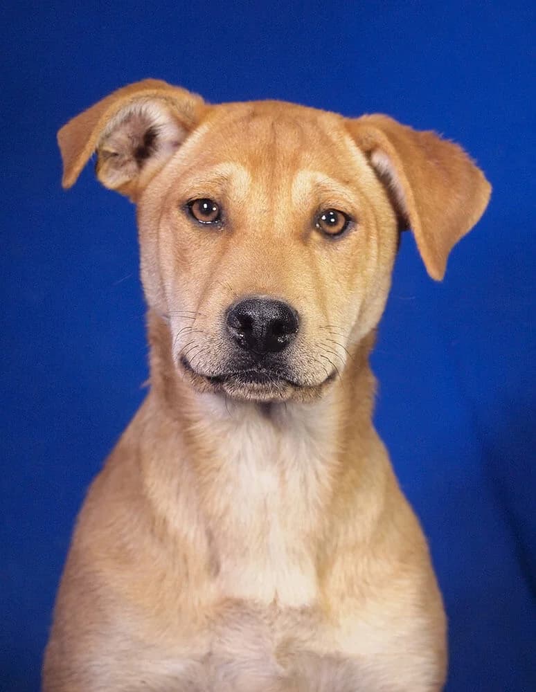 Hilda, female Mixed Breed for adoption at Animal Care Austria, Wien