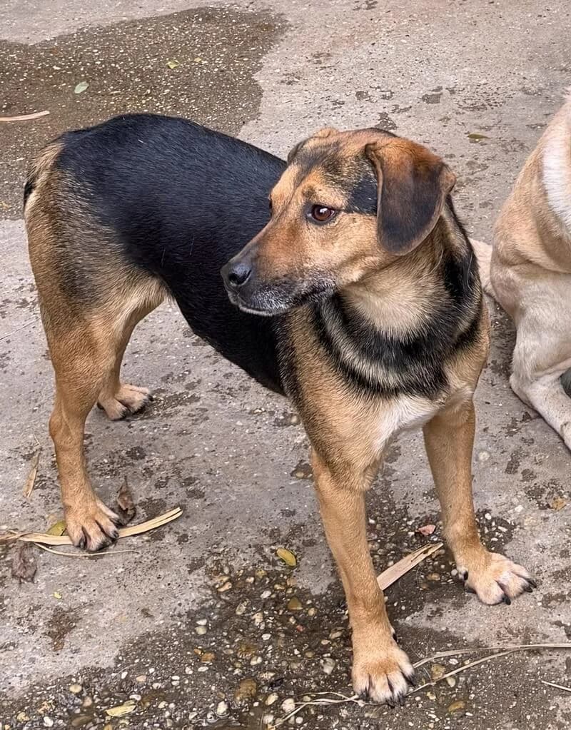 Horace, male 5yo Mixed Breed for adoption at Animal Care Austria, Wien