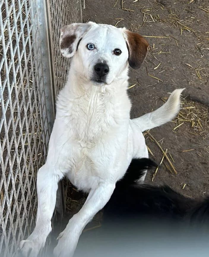 Iko, male 5yo Mixed Breed for adoption at Animal Care Austria, Wien