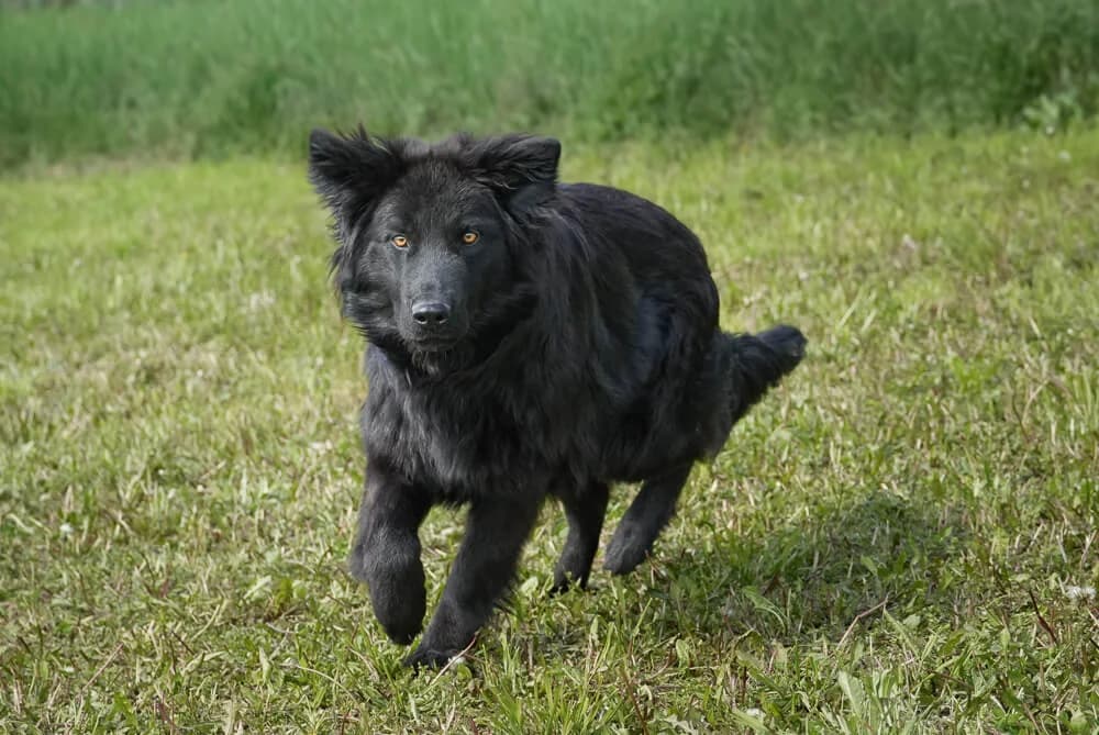 Ines, female young Mixed Breed for adoption at Animal Care Austria, Wien