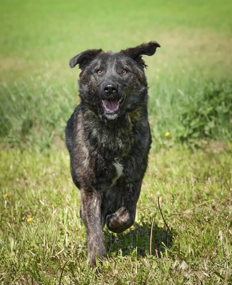 Inka, female young Mixed Breed for adoption at Animal Care Austria, Wien
