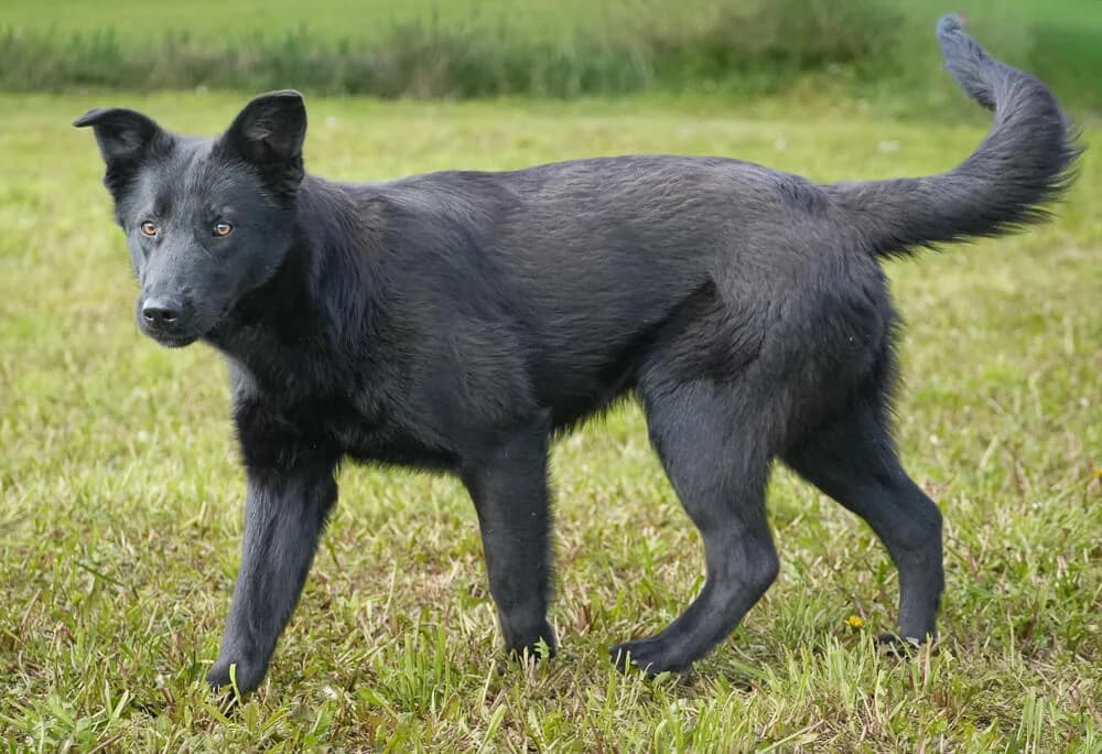Isi, female young Mixed Breed for adoption at Animal Care Austria, Wien