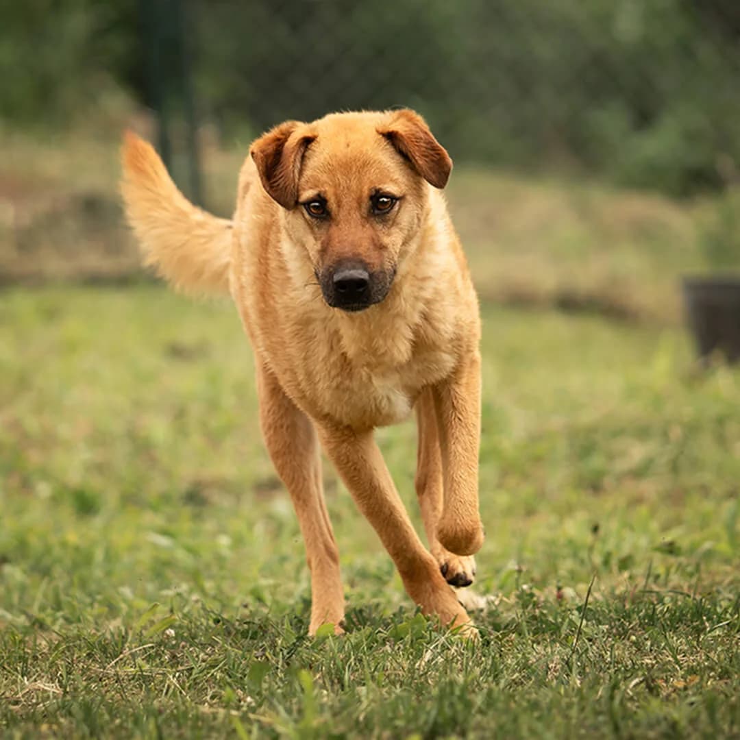 Ivan, male 3yo Mixed Breed for adoption at Animal Care Austria, Wien