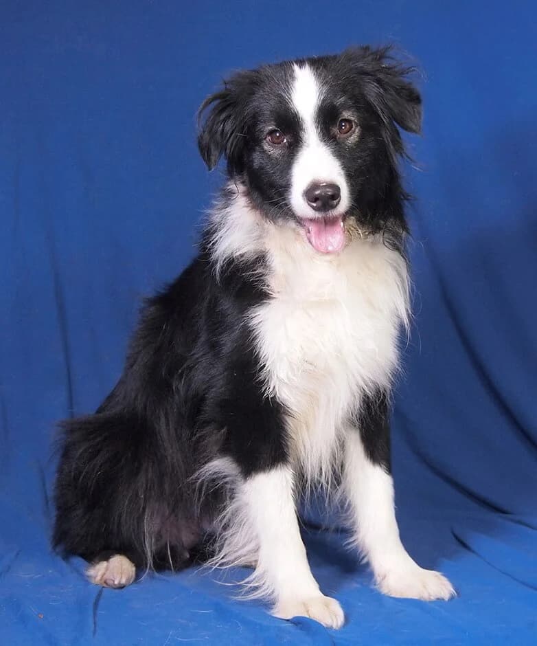 Jack, male 4yo Australian Shepherd for adoption at Animal Care Austria, Wien