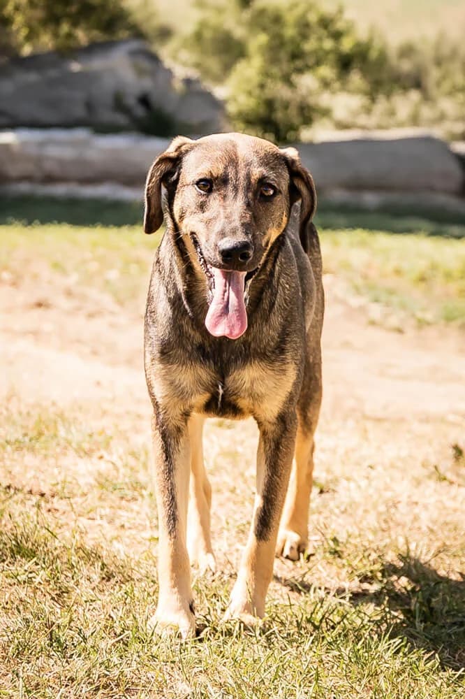 Janis, female young Mixed Breed for adoption at Animal Care Austria, Wien