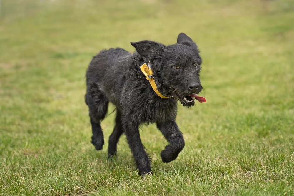 Jasper, male young Mixed Breed for adoption at Animal Care Austria, Wien