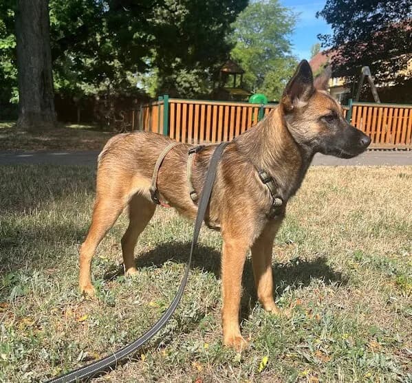 Jerry, male puppy Belgian Malinois for adoption at Animal Care Austria, Wien