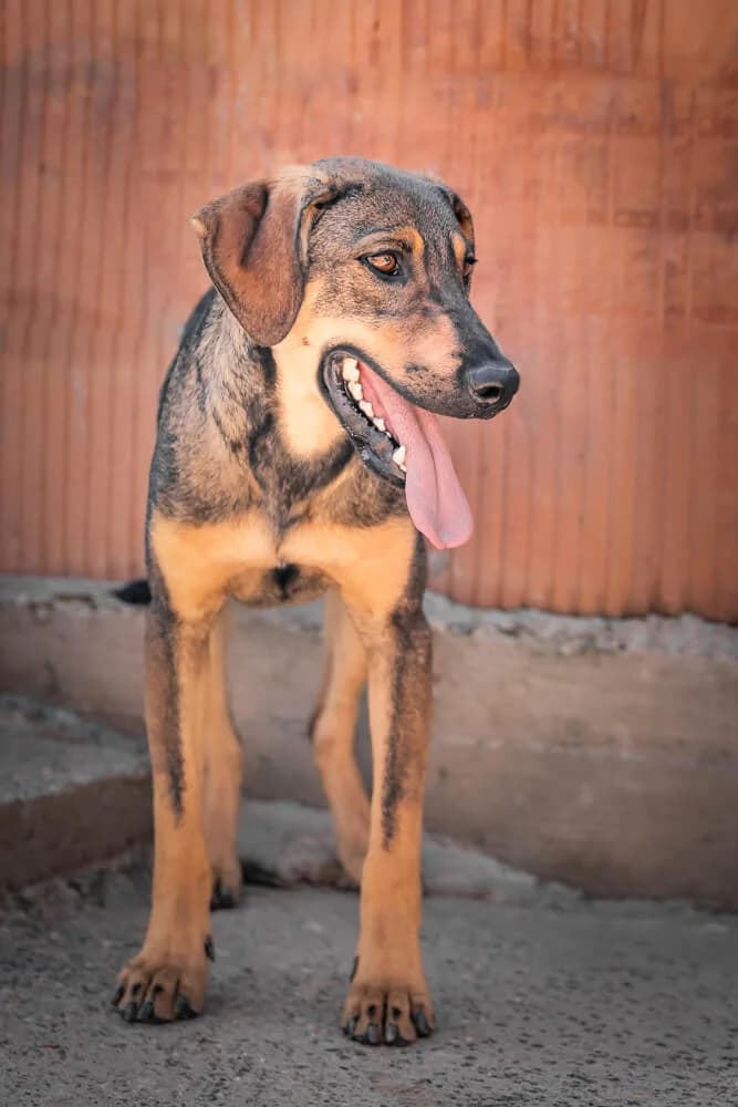Jimmy, male young Mixed Breed for adoption at Animal Care Austria, Wien