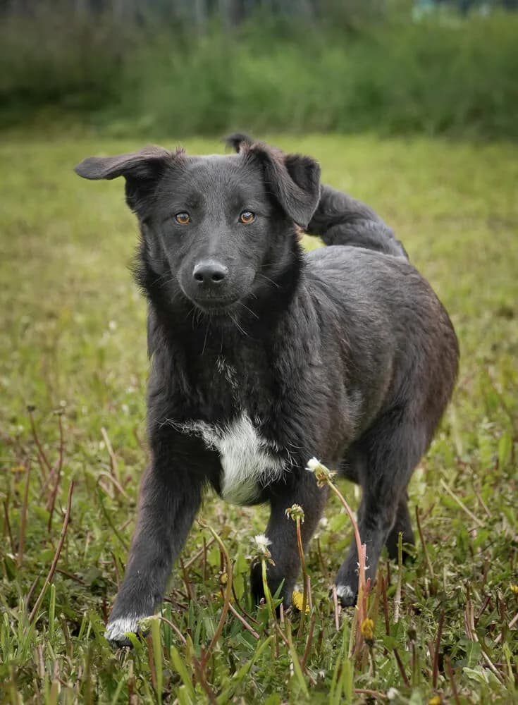 Kaja, female young Mixed Breed for adoption at Animal Care Austria, Wien