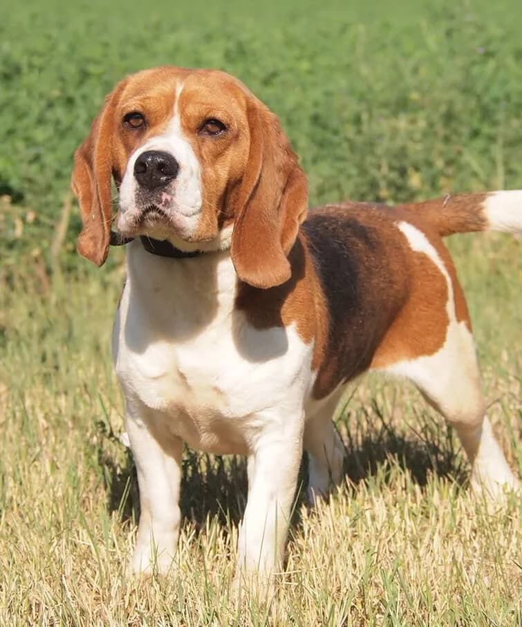 Karma, female 3yo Beagle for adoption at Animal Care Austria, Wien