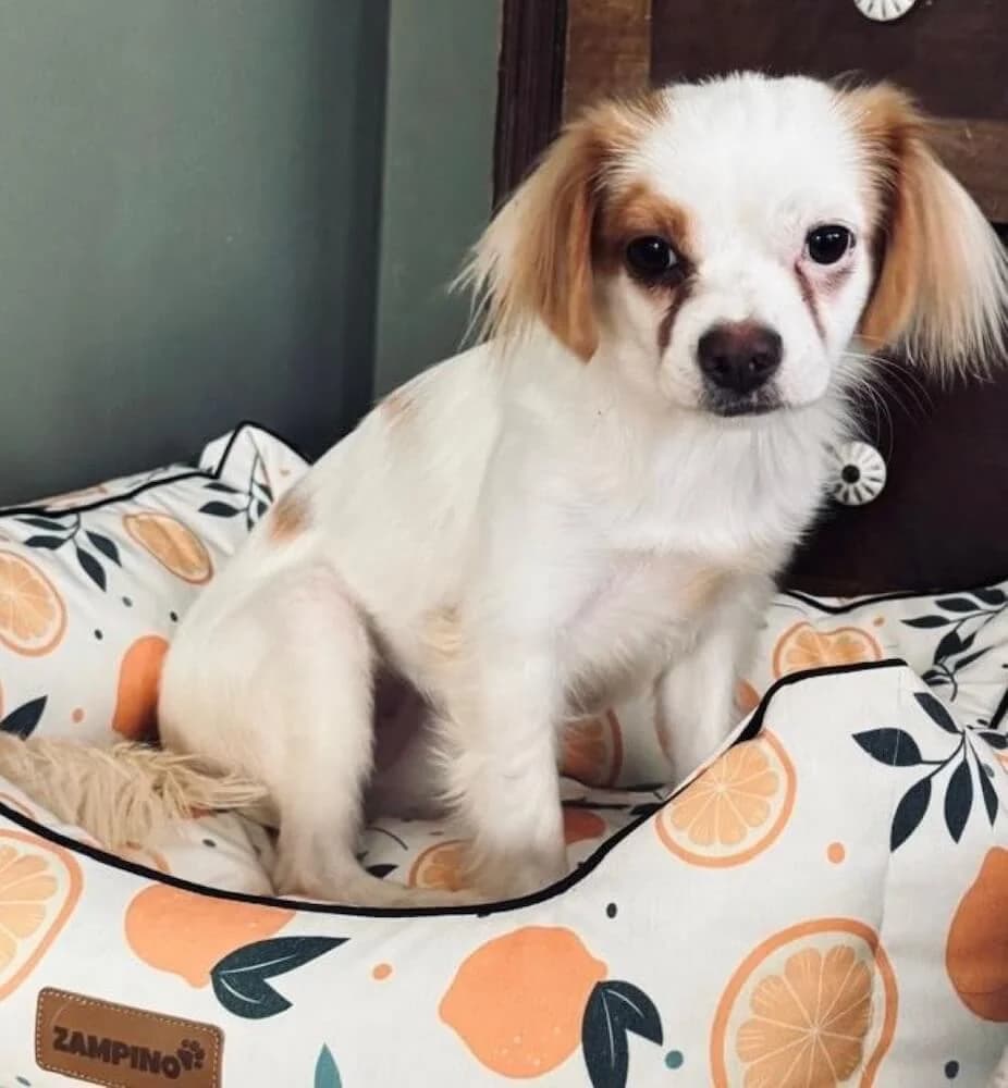 Katja, female young Mixed Breed for adoption at Animal Care Austria, Wien