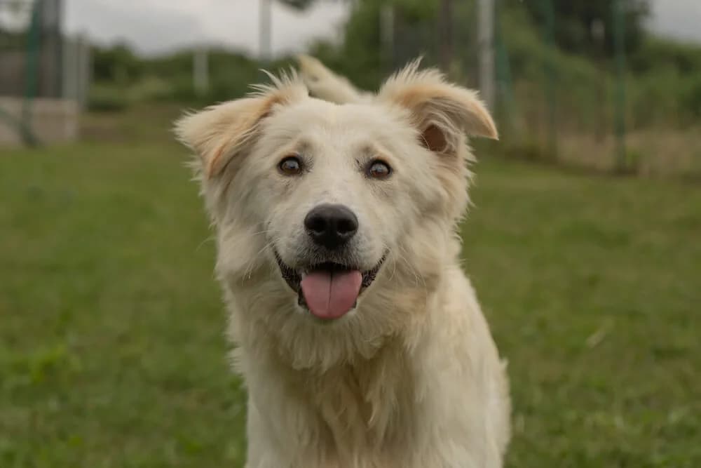 Kenzo, male young Mixed Breed for adoption at Animal Care Austria, Wien