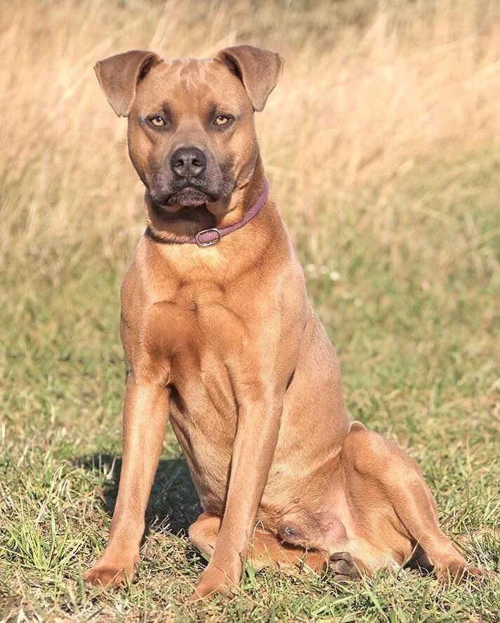 Kevin, male 3yo American Staffordshire Terrier for adoption at Animal Care Austria, Wien